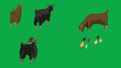 Goat Chick Flock Bird 2d animated cartoon character on green screen High Stock Footage 334703404