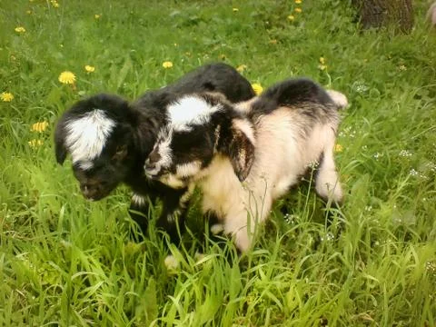Goat chicks one week old, stand in the grass Stock Photos