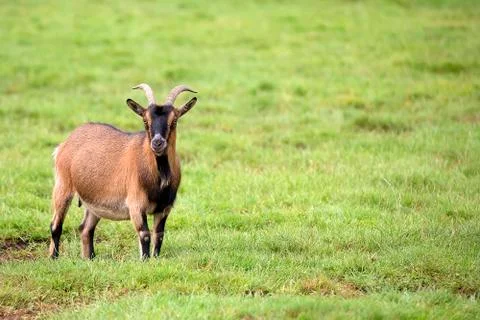 Goat in a clearing Foto stock