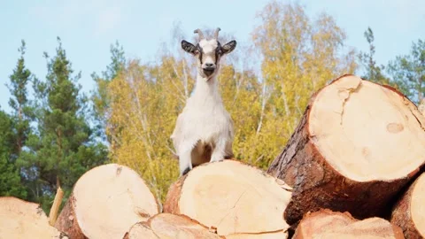 A goat climbed onto pine logs and looks at the camera. Eating tree bark. Stock Footage 252138021
