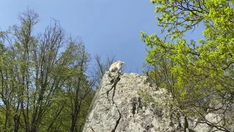 A goat climbed a rock Stock Footage 185666067