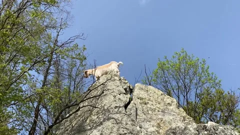 A goat climbed a rock Stock Footage 185666461