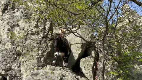 A goat climbed a rock Video stock 185666531