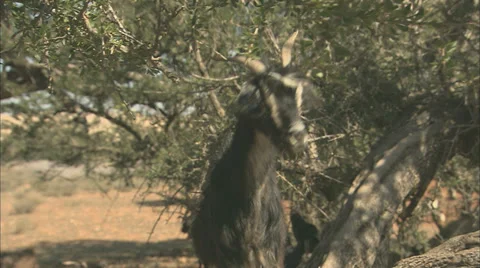 A goat climbing in an Argan tree Stock Footage 38612003
