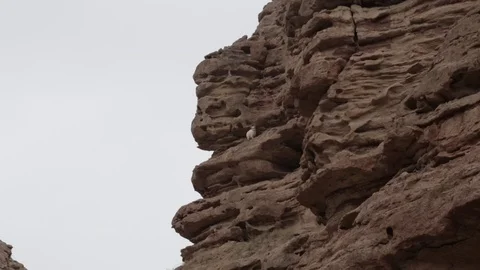 Goat climbing around on cliff side Stock Footage 75213000