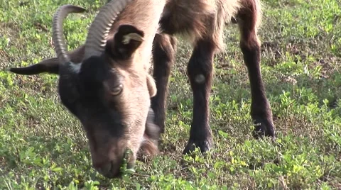Goat close up eating grass sheeps and cows in background Stock Footage 42362322