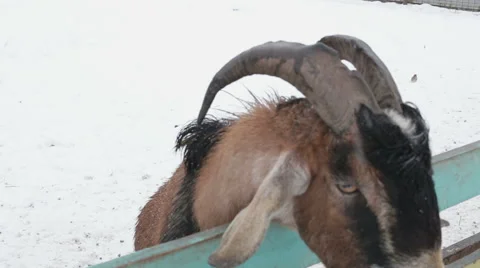 Goat close-up on a farm in winter Stock Footage 56615625