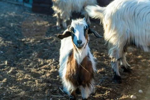 Goat close-up in farmyard Stock Photos