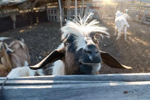 Goat close-up in farmyard Stock Photos