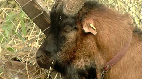 Goat close-up Stock Footage