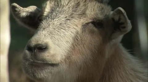 Goat close up Stock Footage 11078899
