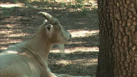 Goat close up Stock Footage 11078993