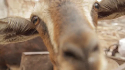 GOAT CLOSE UP Stock Footage 28034121