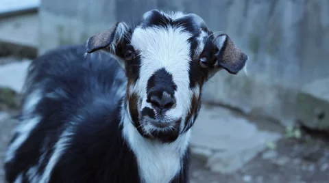 Goat Close Up Stock Footage 46114635