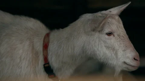 Goat close-up Stock Footage 47839631