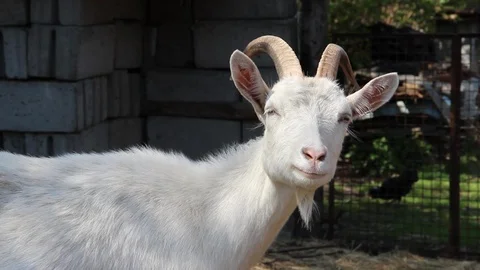 Goat - close up Stock Footage 125581705