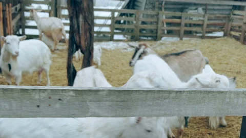A goat in a close-up paddock. Stock Footage 151840103