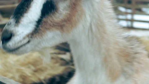 A goat in a close-up paddock. Stock Footage 151840200