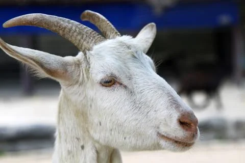 Goat, close-up. Stock Photos