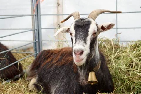 Goat close up Stock Photos