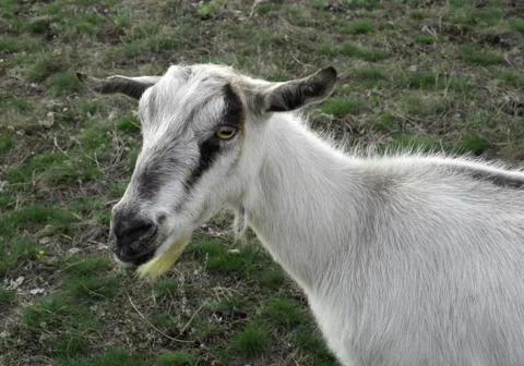 Goat close-up Stock Photos