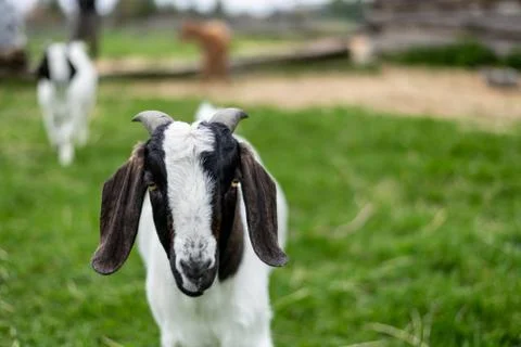 Goat Close-Up Stock Photos
