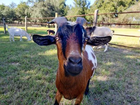 Goat close-up Stock Photos