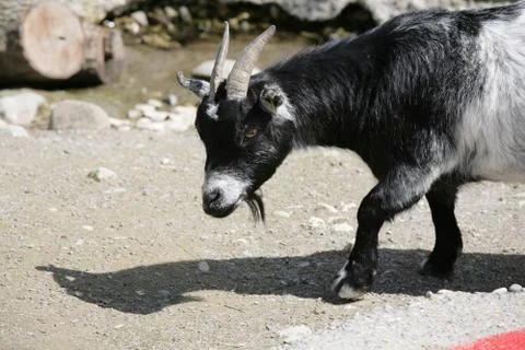 Goat close to the river Stock Photos