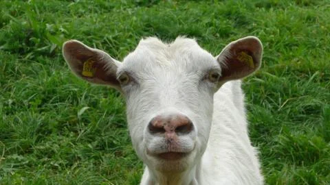 Goat closeup Stock Photos