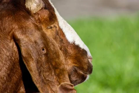 Goat closeup Foto stock