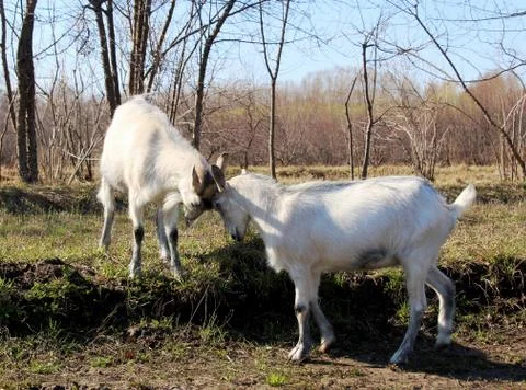Goat common Stock Photos