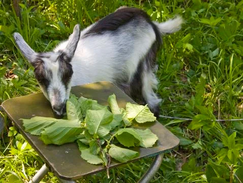 Goat common Foto stock