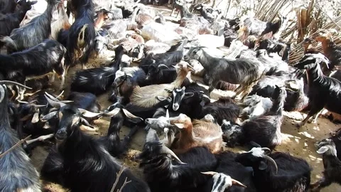 Goat corral Stock Footage 165136893