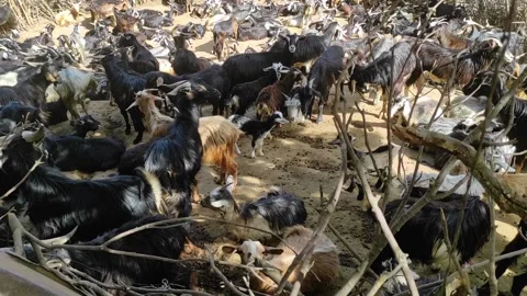 Goat corral 스톡 동영상 165143087