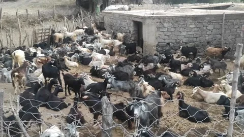 Goat corral Stock Footage 165143638