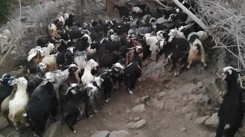 Goat corral Stock Footage 165146682