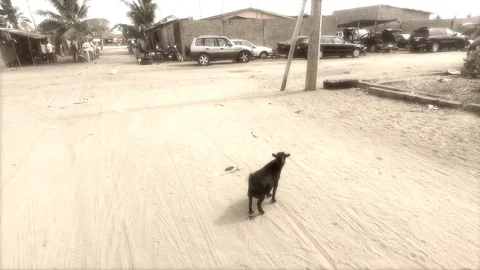 A Goat in Cotonou Stock Footage 81070839