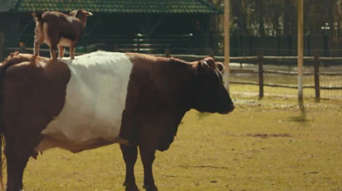 Goat on a cow Video stock 39093144