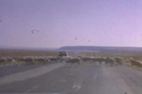 GOAT CROSSING Stock Footage 316443