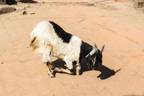 Goat crouching , kneeling Stock Photos