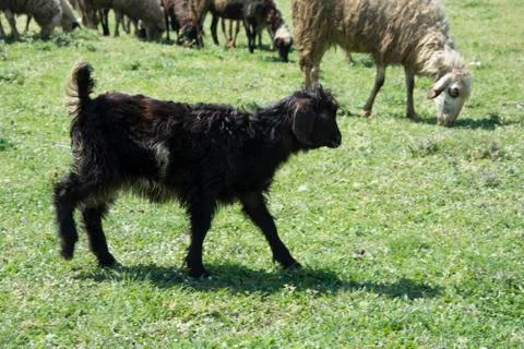 Goat cub Stock Photos