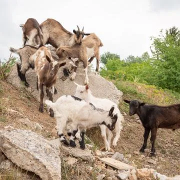 Goat cubs playing on the rocks. Stock Photos