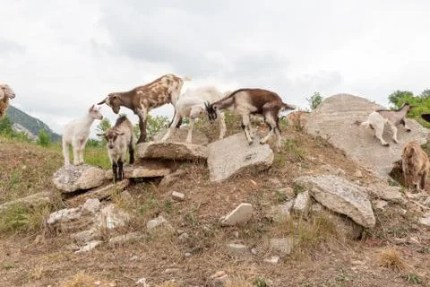 Goat cubs playing on the rocks. Stock Photos