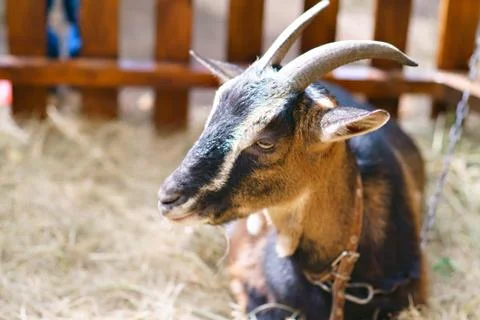Goat dark close-up Stock Photos