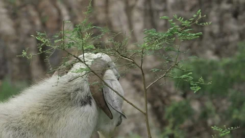 Goat Devouring Leaves in the Wild Stock Footage 320929069