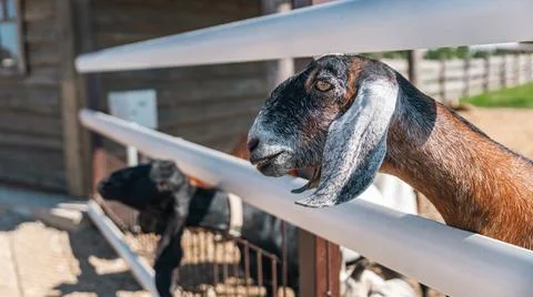 Goat with distinct features, including large horns and long ears, peering o.. Stock Photos