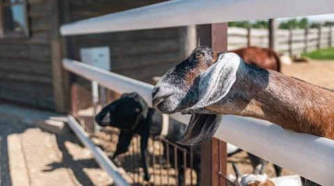 Goat with distinct features, including large horns and long ears, peering o.. Stock Photos
