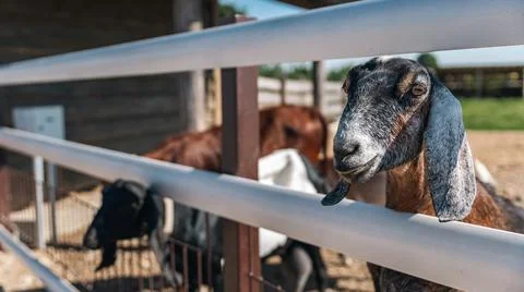 Goat with distinct features, including large horns and long ears, peering o.. Stock Photos