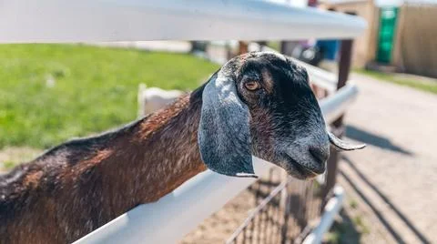 Goat with distinct features, including large horns and long ears, peering o.. Stock Photos