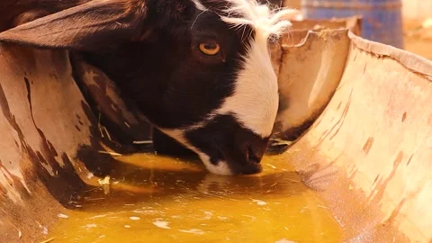 Goat drinking from algae contaminated trough highlighting water scarcity issues Stock Footage 316944107